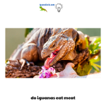 By understanding their natural feeding behavior and nutritional needs, we can gain insights into do iguanas eat meat and how their diets contribute to their overall health and well-being.
