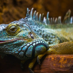 Debunking the Myth: Are Iguana Dangerous?